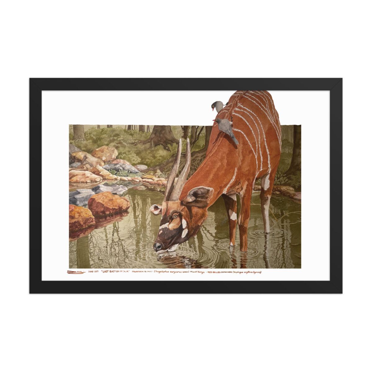 Framed poster, mountain bongo - Image 3