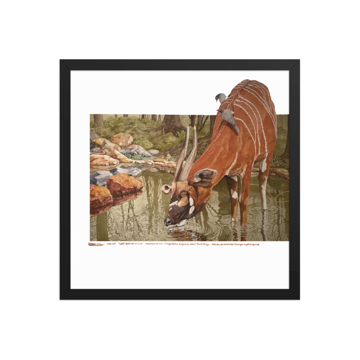 Framed poster, mountain bongo - Image 5