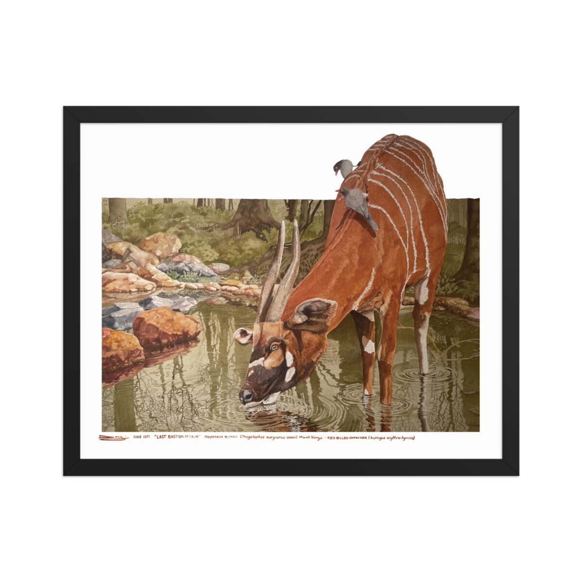 Framed poster, mountain bongo - Image 6