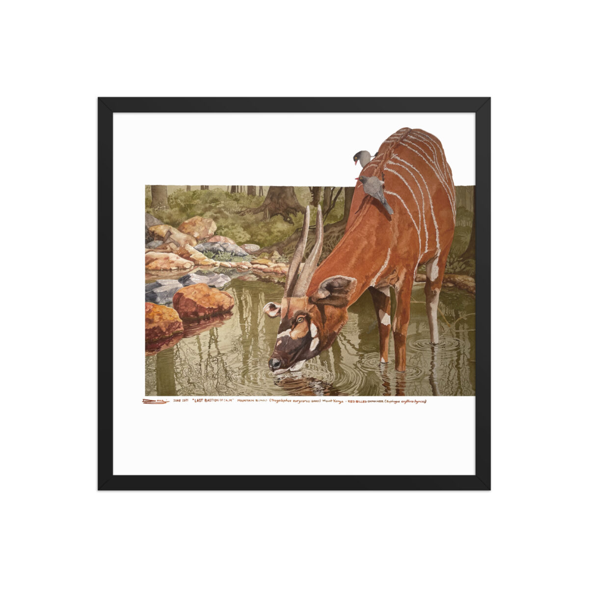 Framed poster, mountain bongo - Image 7