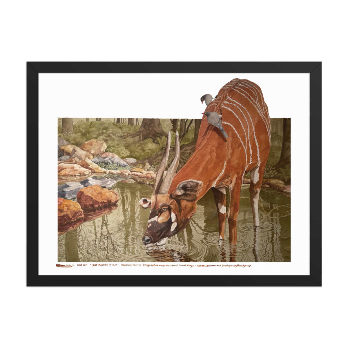 Framed poster, mountain bongo - Image 8