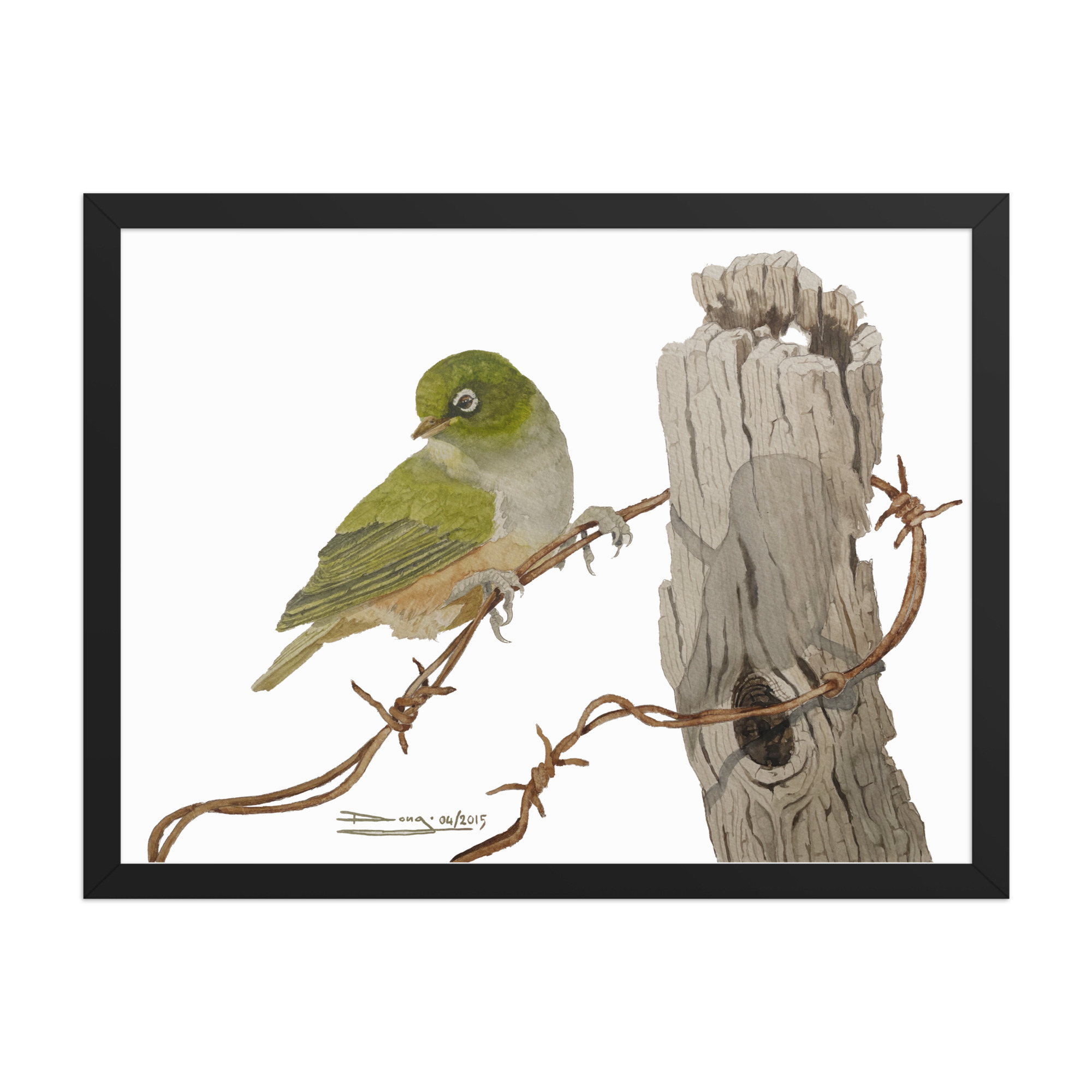 Framed poster, NZ Waxeye