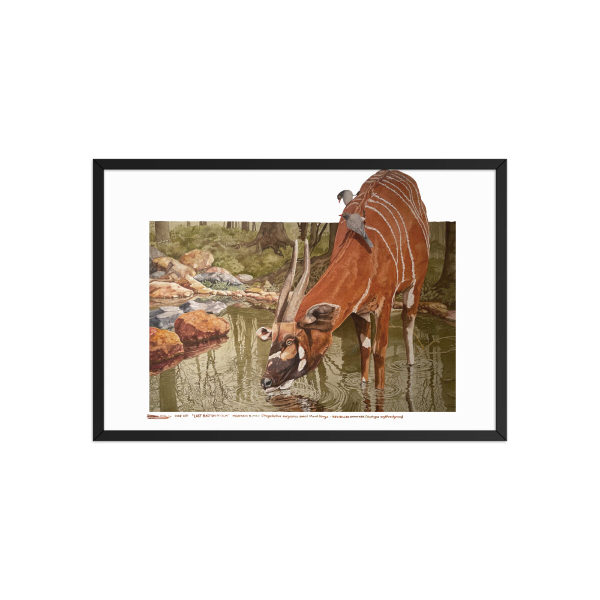 Framed poster, mountain bongo - Image 9