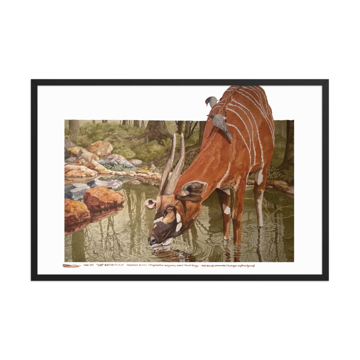 Framed poster, mountain bongo - Image 10