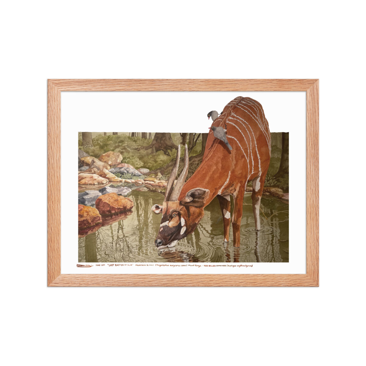 Framed poster, mountain bongo - Image 11