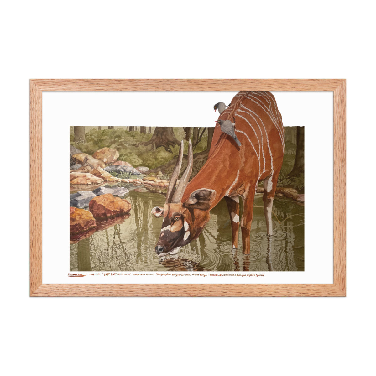 Framed poster, mountain bongo - Image 12