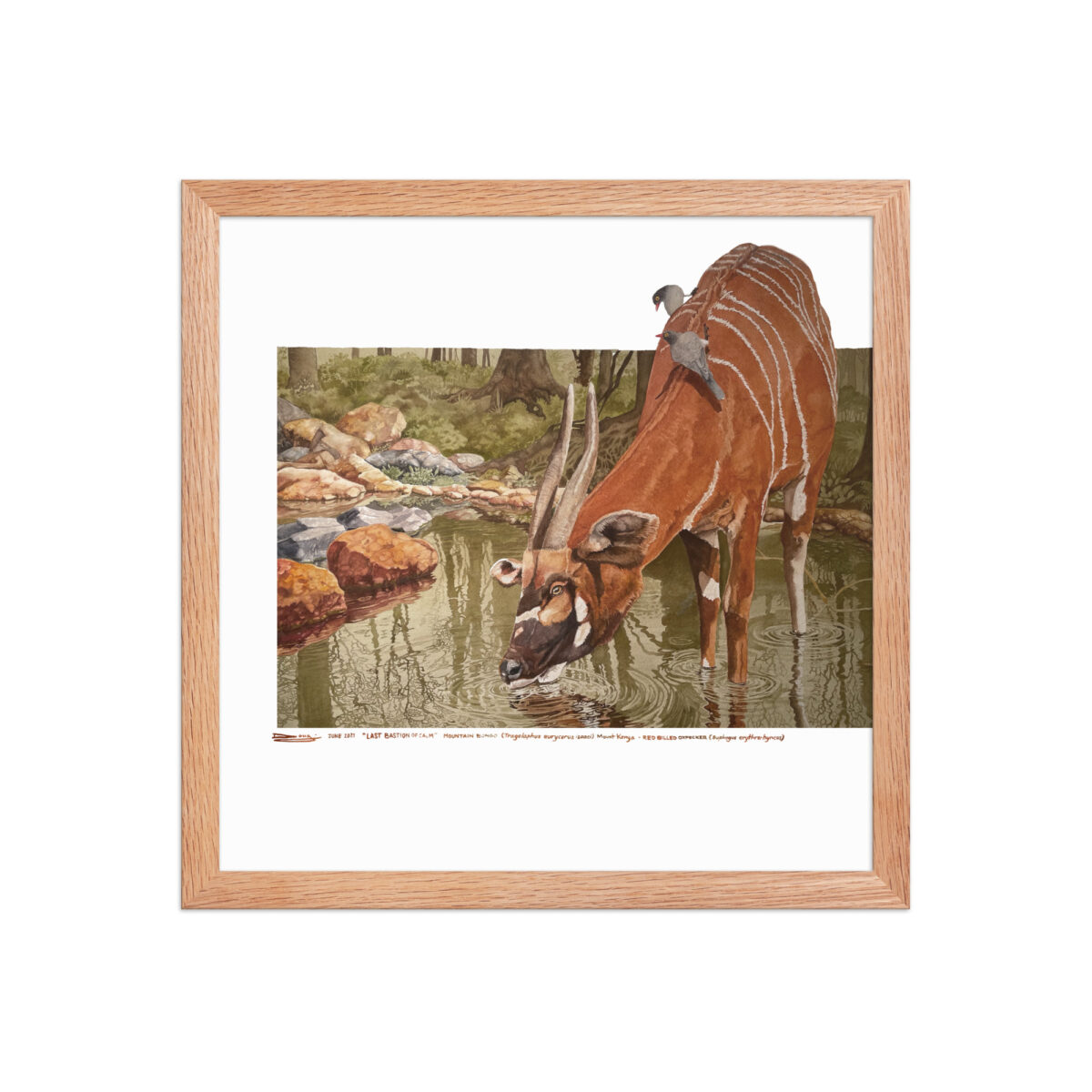 Framed poster, mountain bongo - Image 13