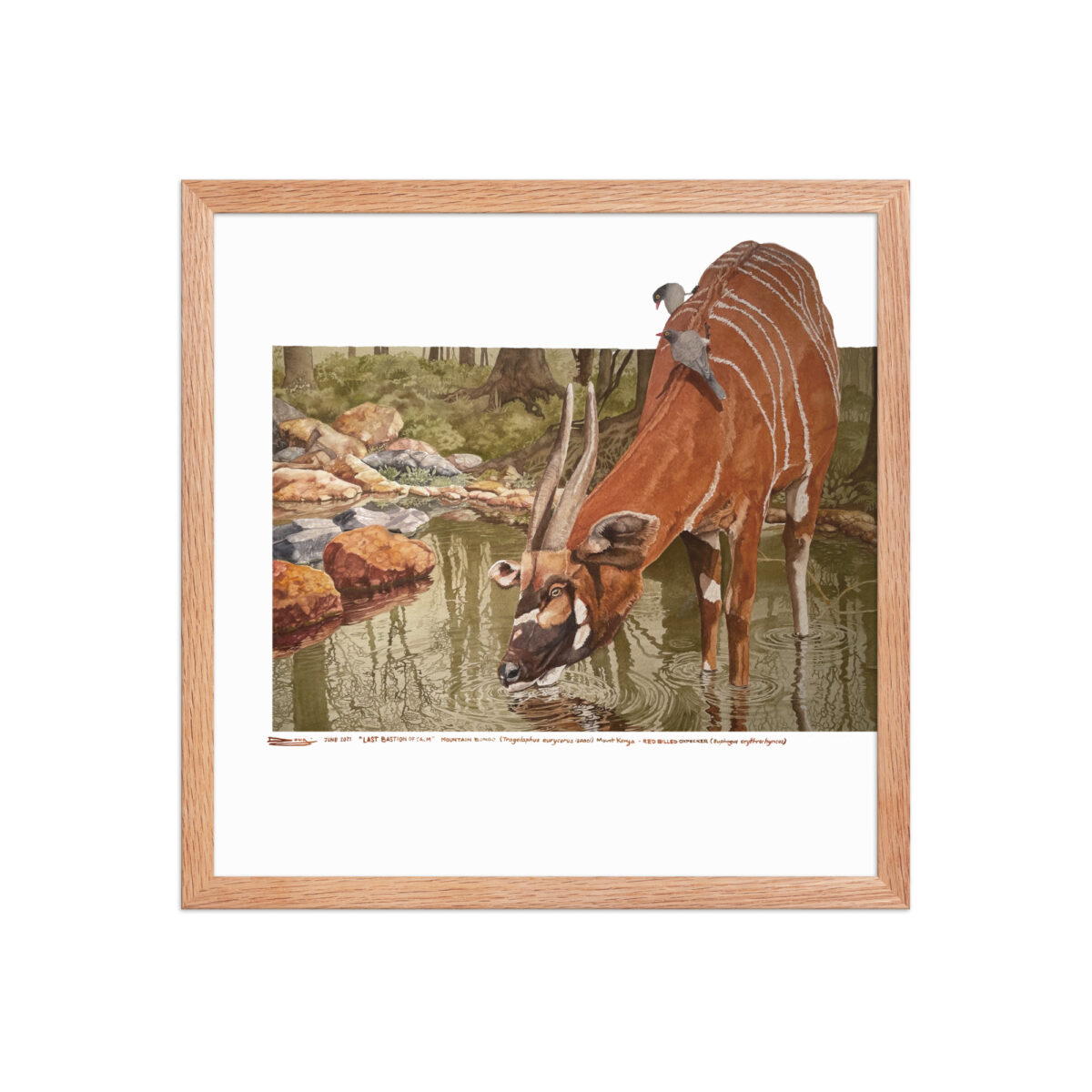 Framed poster, mountain bongo - Image 14
