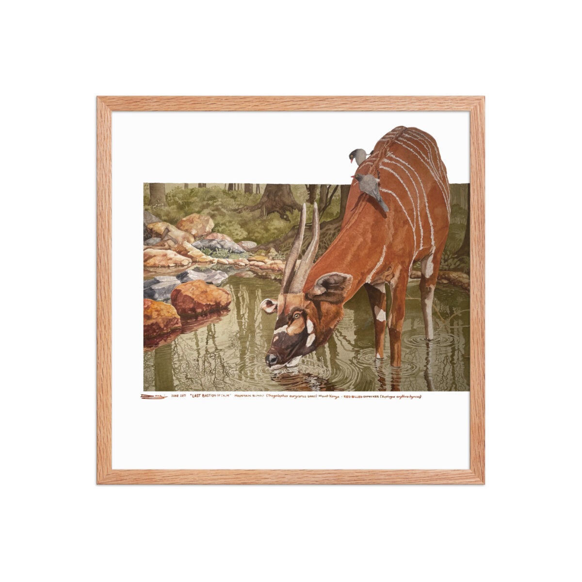 Framed poster, mountain bongo - Image 16