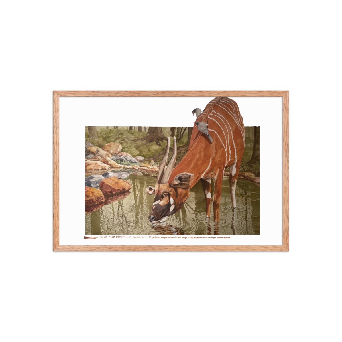 Framed poster, mountain bongo - Image 18