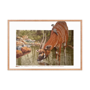 Framed poster, mountain bongo
