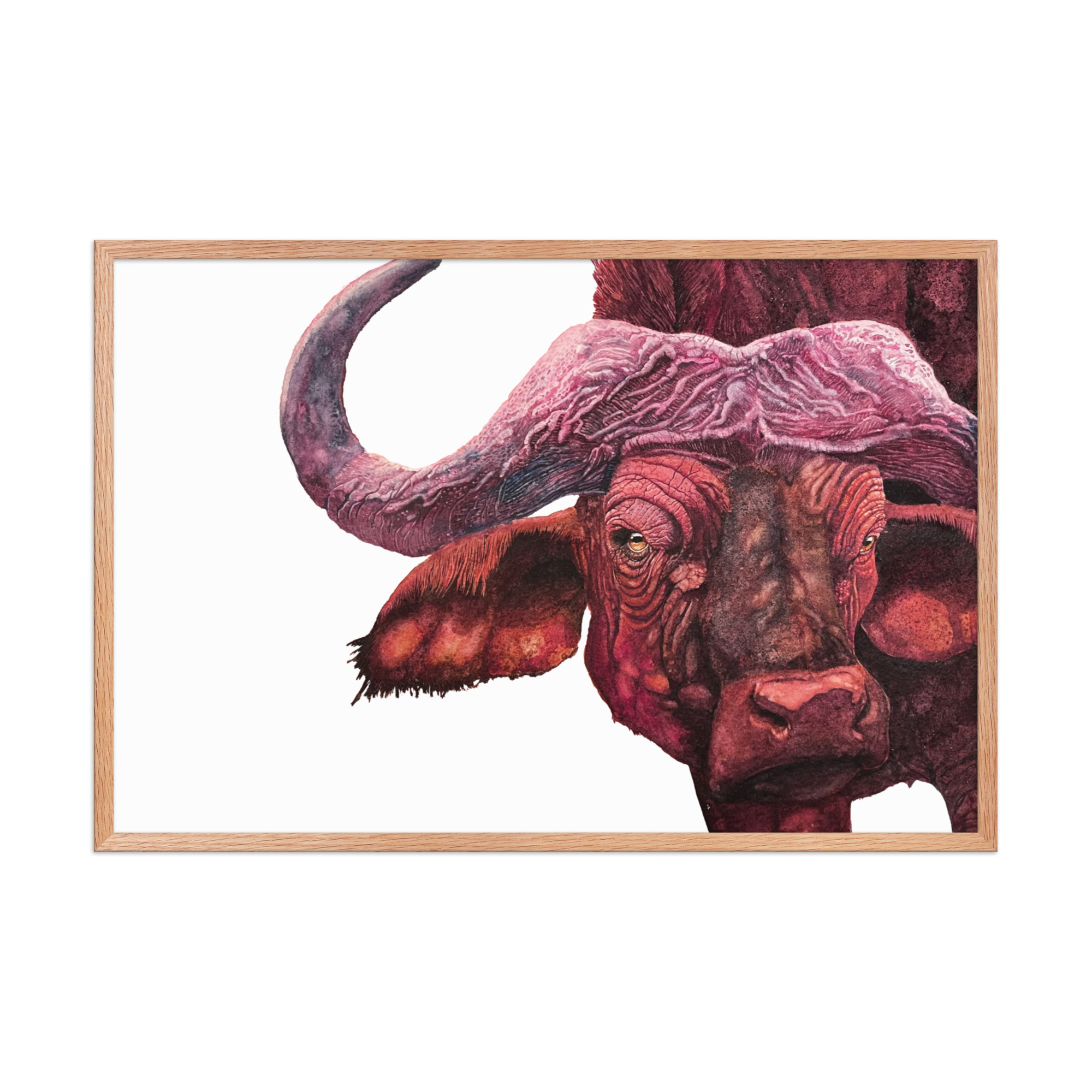 Framed Poster, Cape buffalo