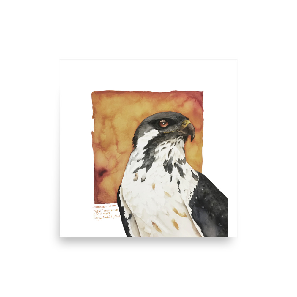 Unframed Poster, "Gene", the augur buzzard