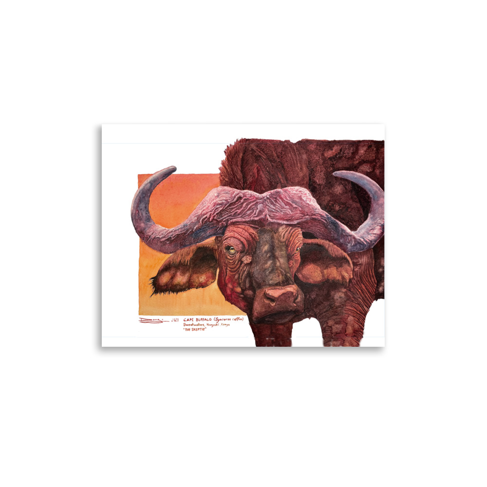 Unframed Poster, Cape buffalo
