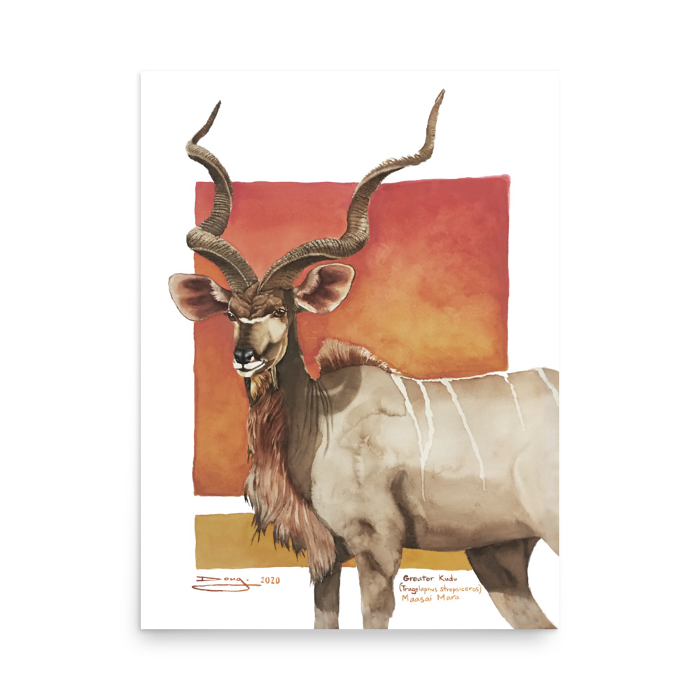 Unframed Poster, greater kudu
