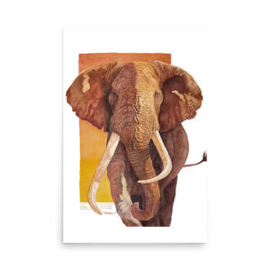 Poster, "Tim", one of the last of the giant tuskers