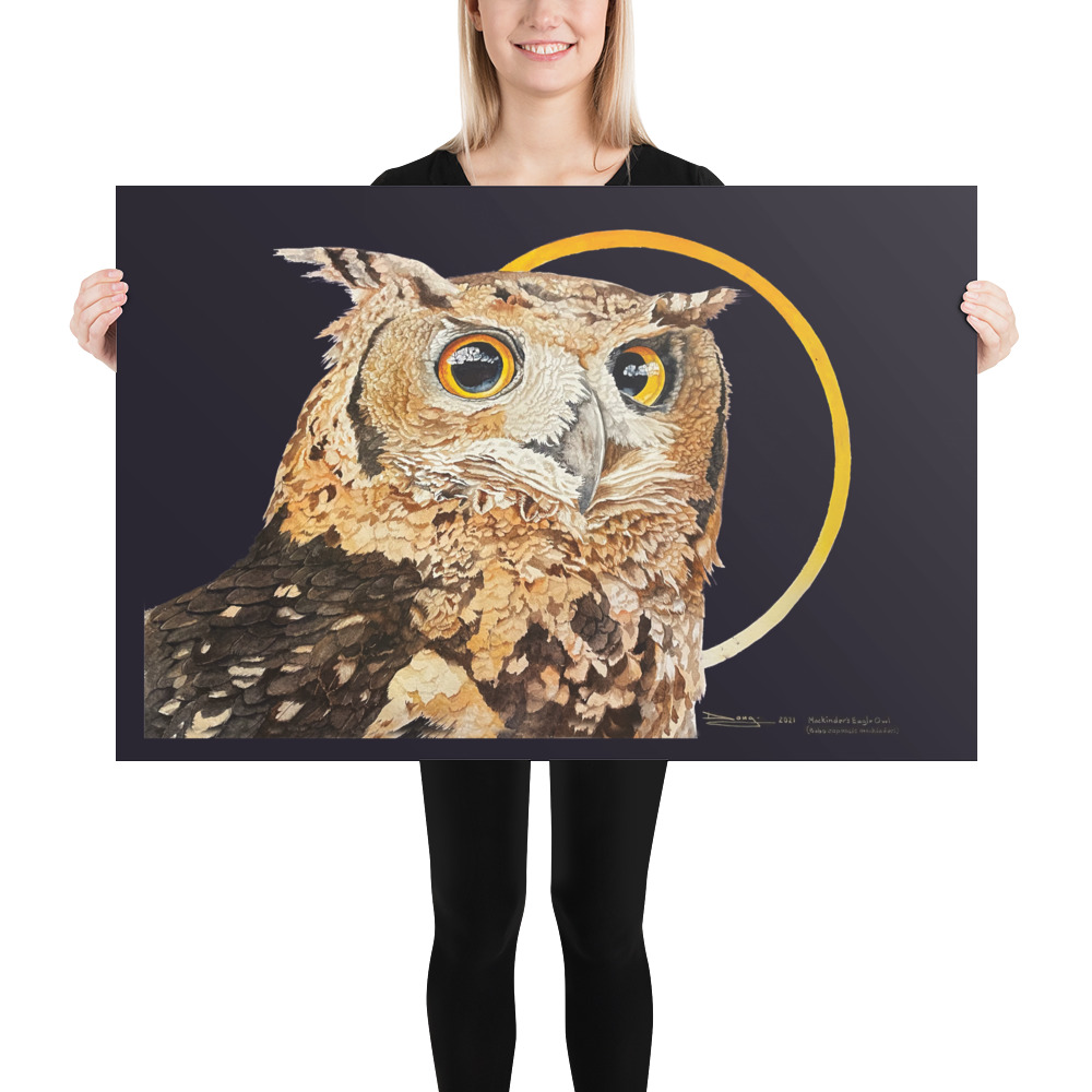Poster, Mackinder's Eagle Owl