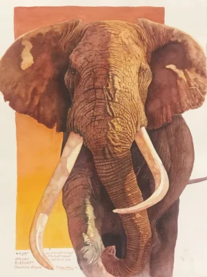 Original Watercolor, "Tim", one of the last of the giant tuskers