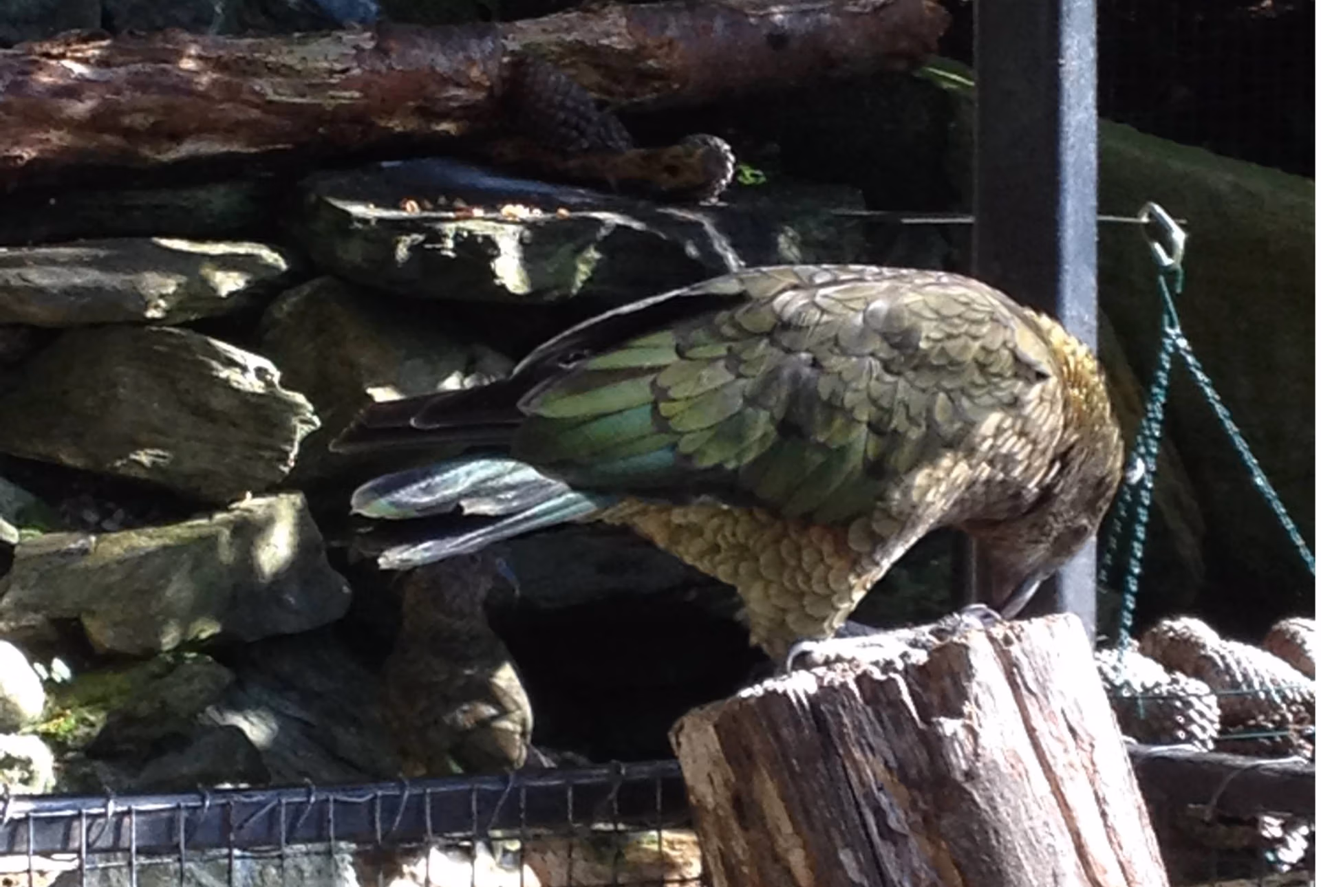 Kea, Fiordland, New Zeakand