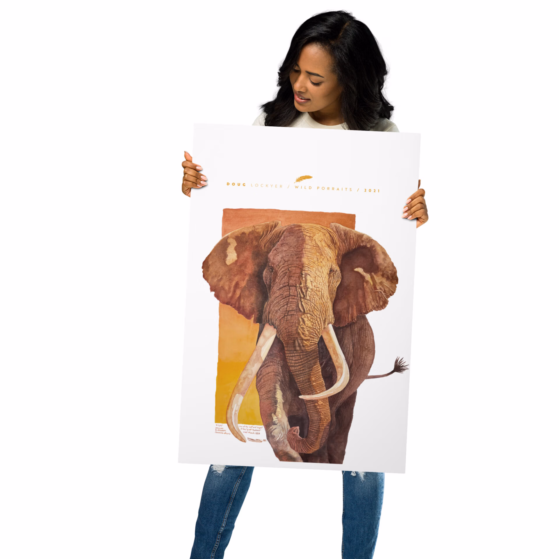 metal prints (imperial sizes) "tim", one of the last and largest of the giant tuskers