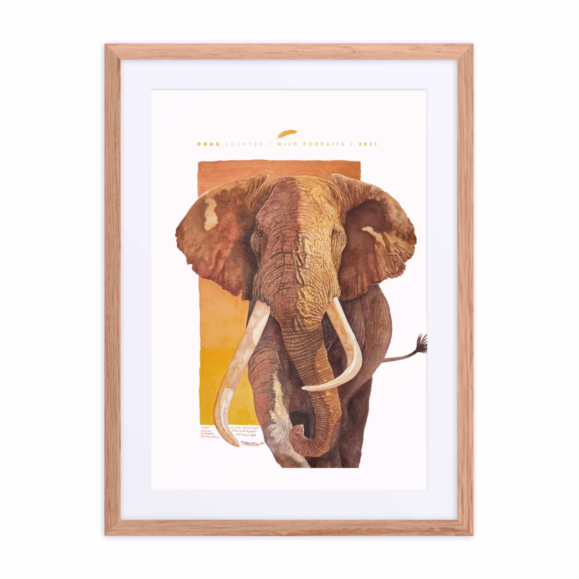 framed poster (imperial sizes) with mat, "tim", one of the last and largest of the giant tuskers
