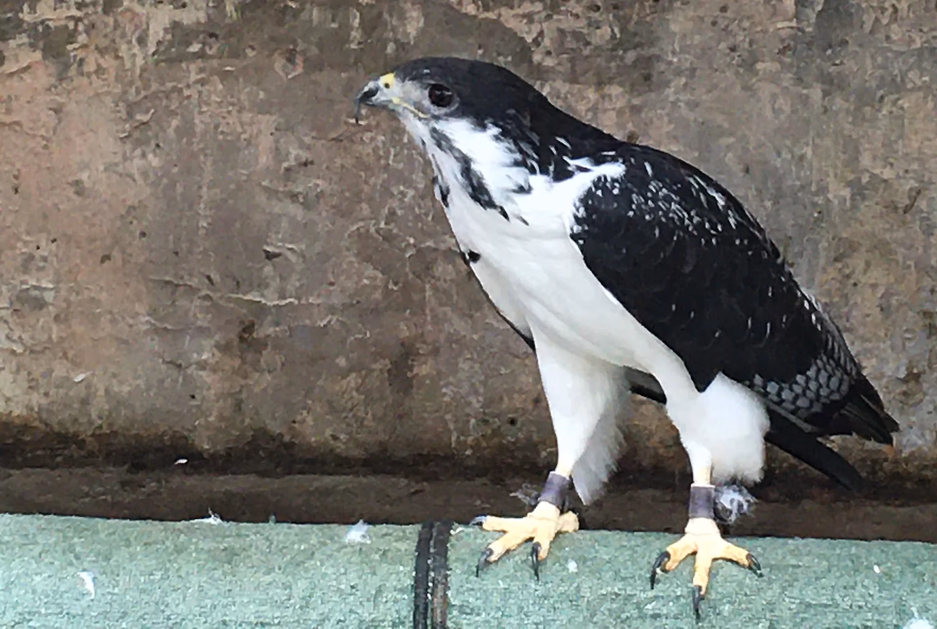 Gene, Augur buzzard, Kenya Bird of Prey Trust