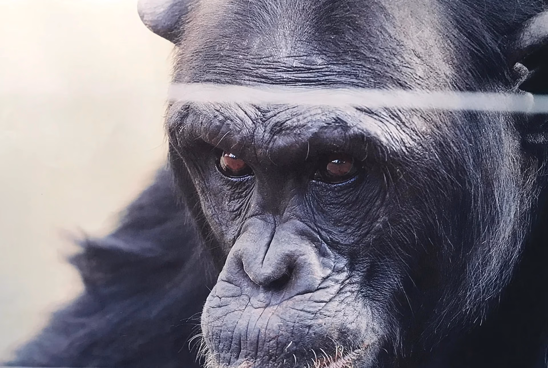 Roy, Sweetwaters chimp (study for painting)