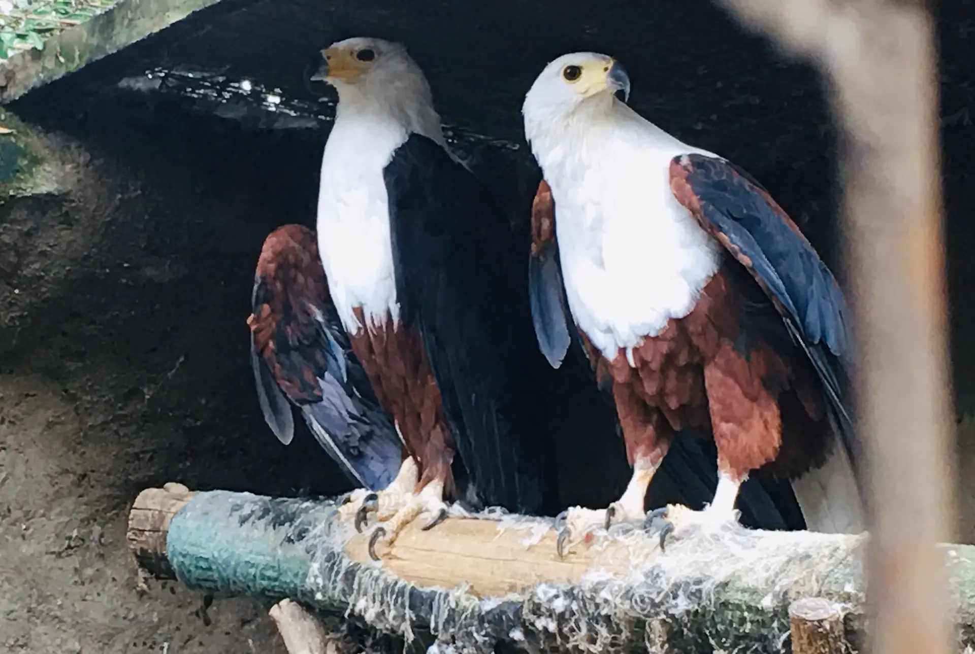 Sea eagles, Kenya Bird of Prey Trust