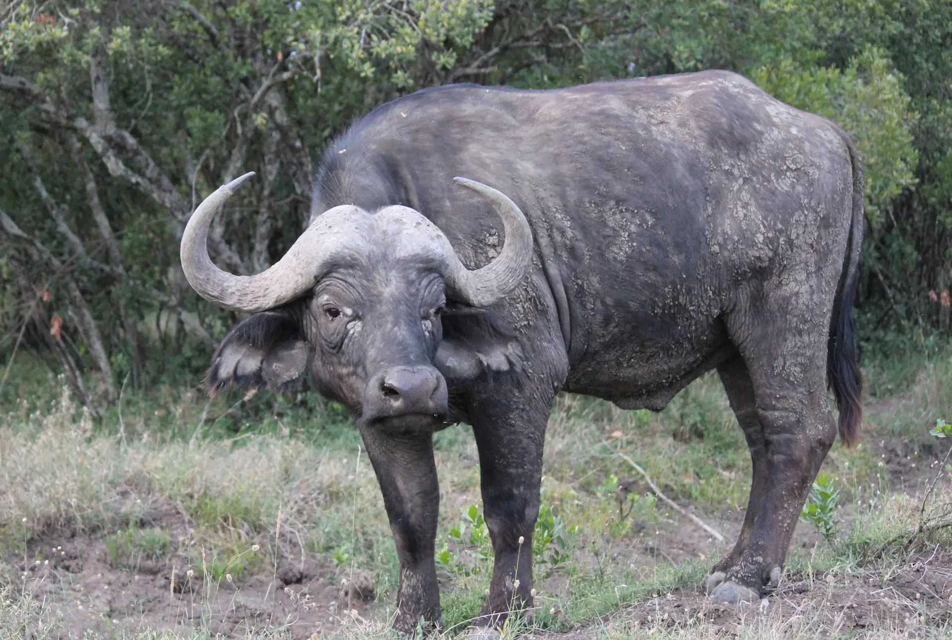 Cape buffalo, Ol Pejeta