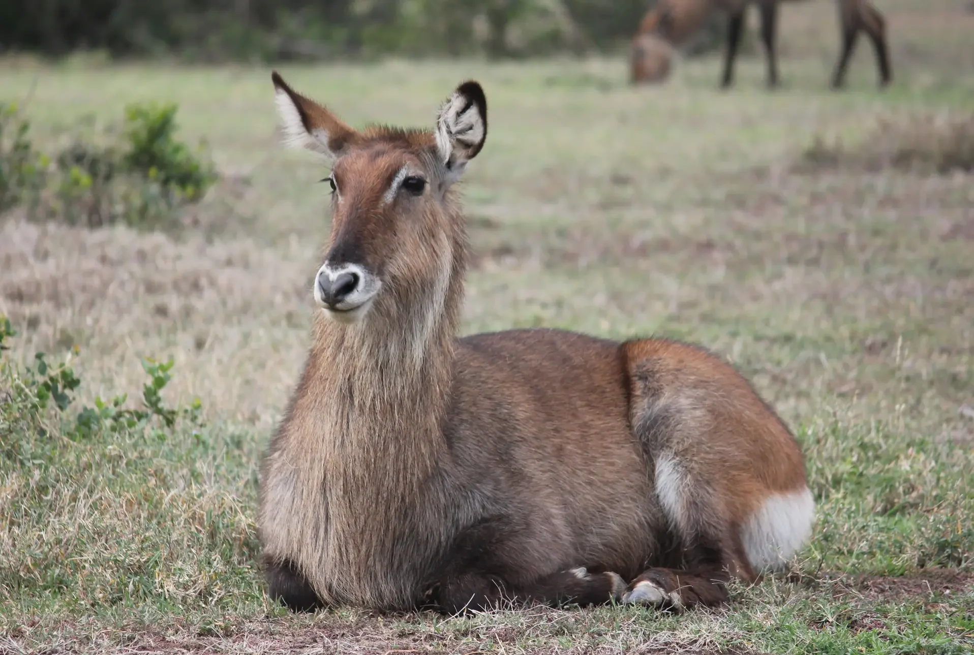 Female waterbuck, Ol Pejeta