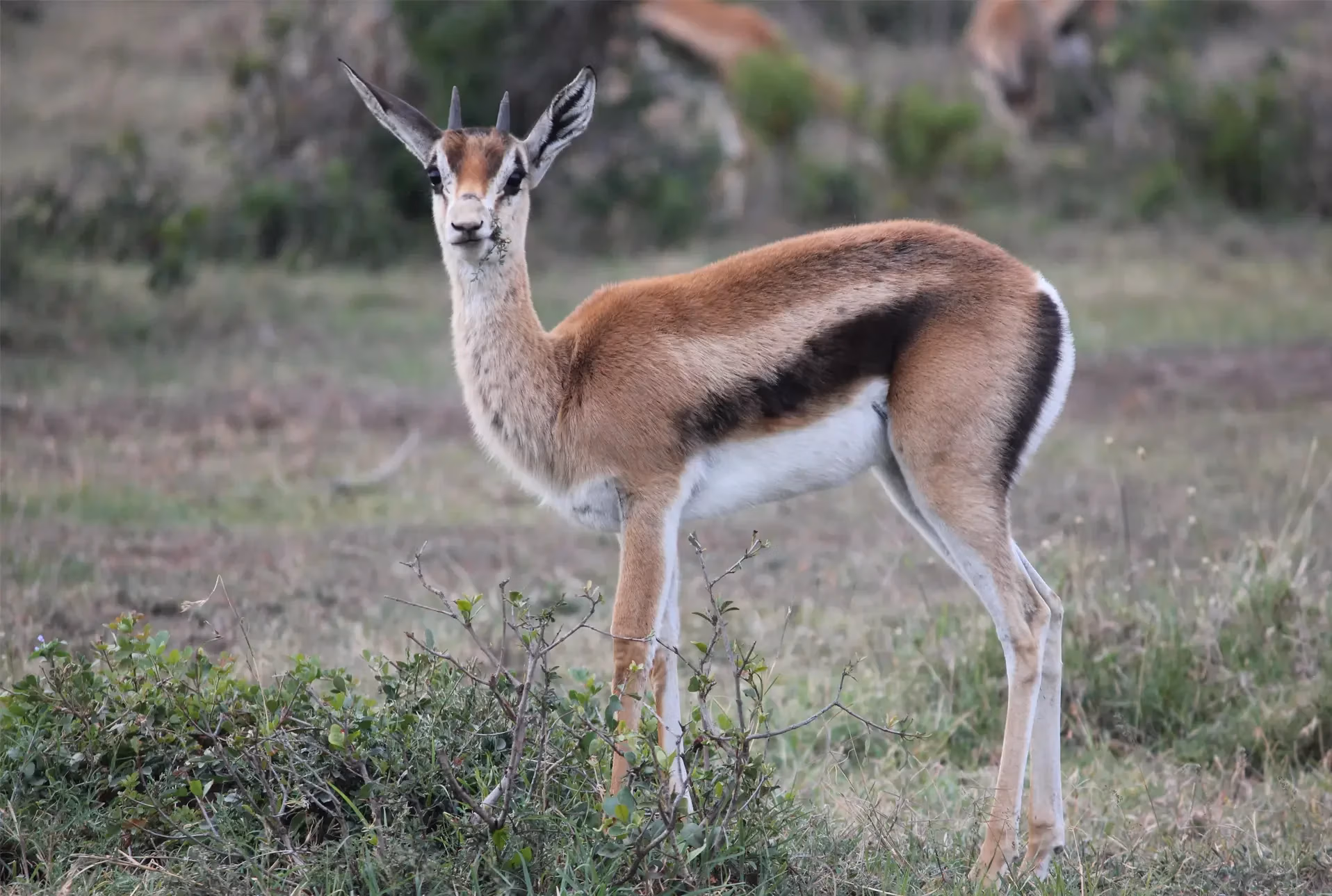 Thompson's gazelle Maasai Mara