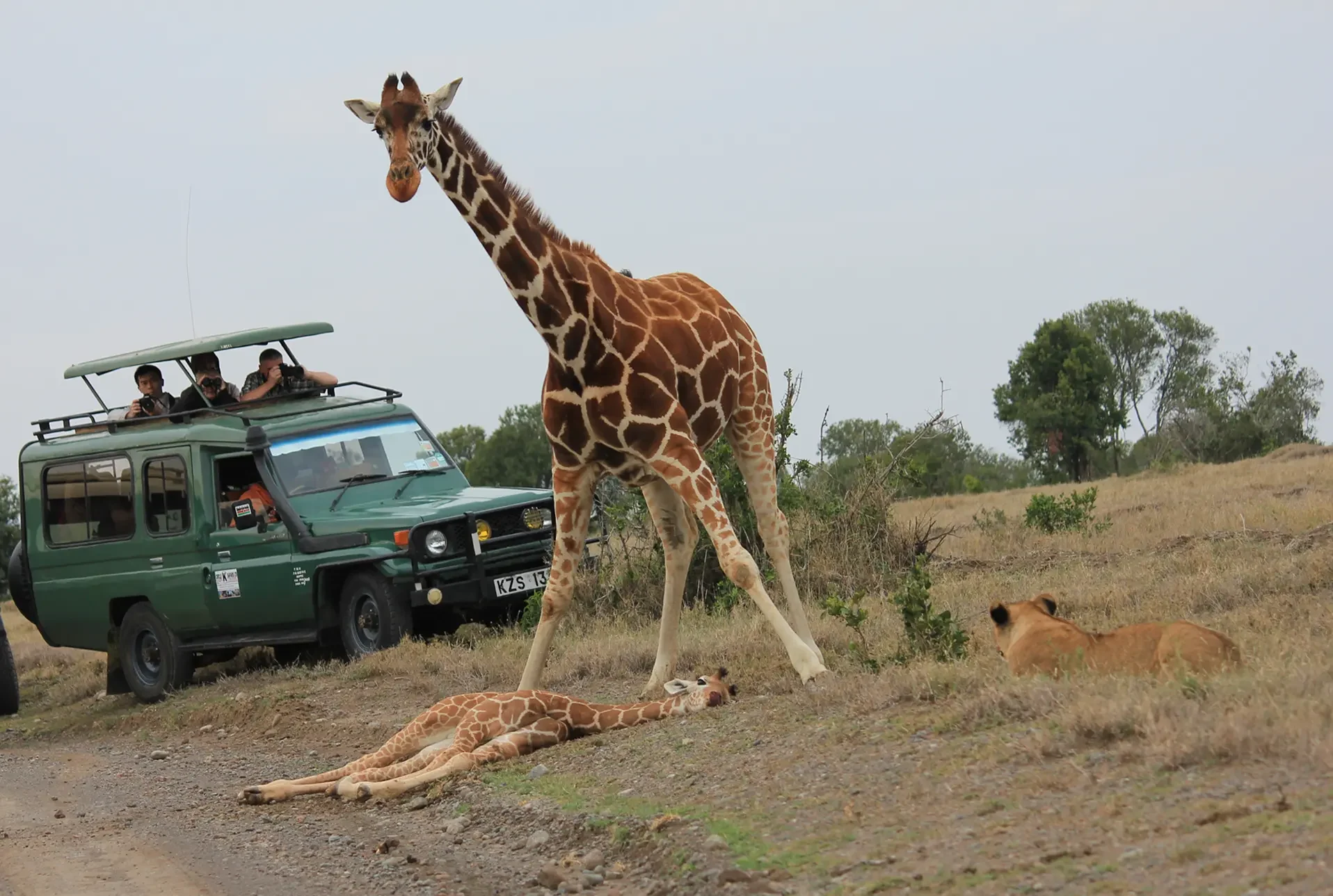 Giraffe tragedy, Ol Pejeta