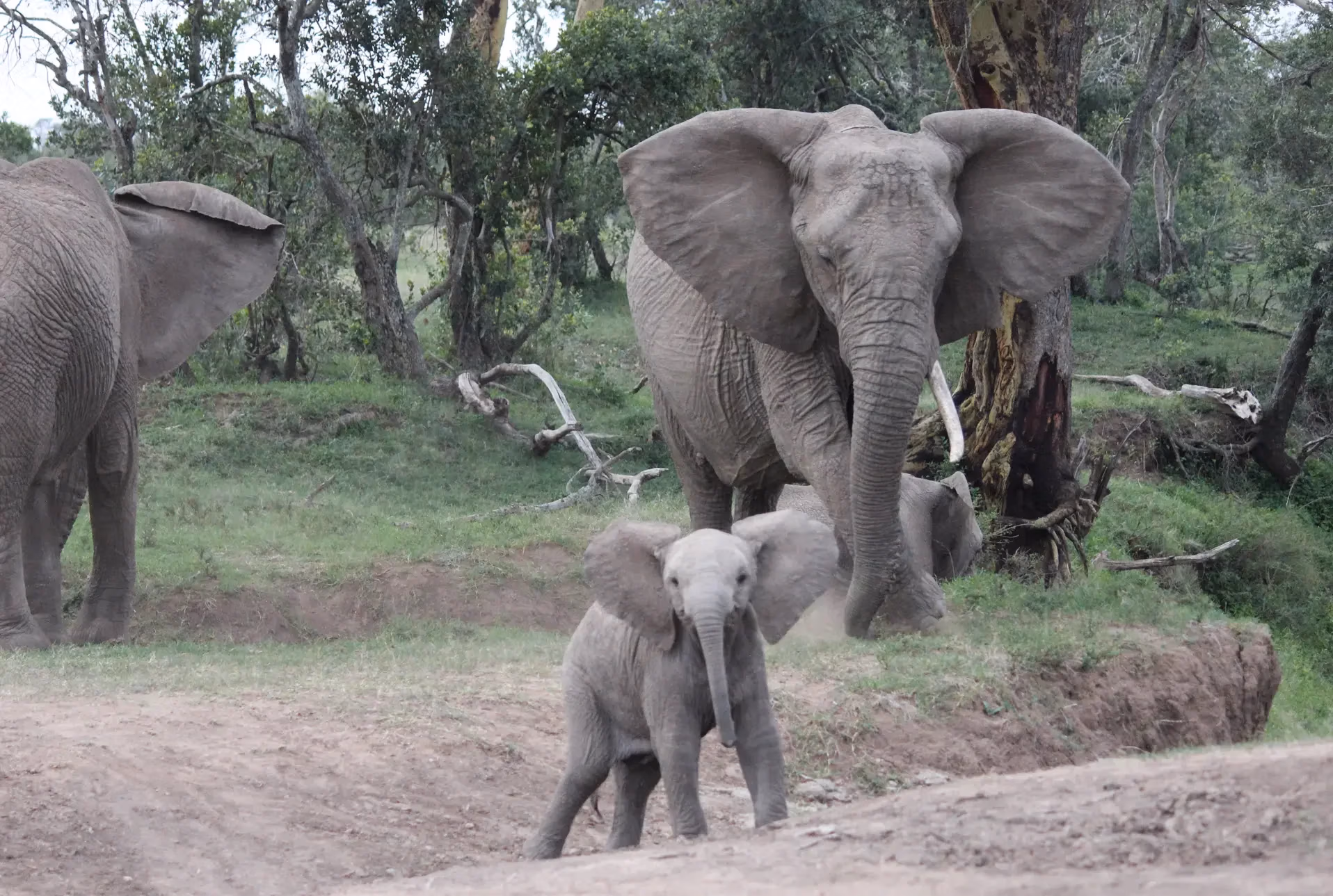 Elephants, Sweetwaters