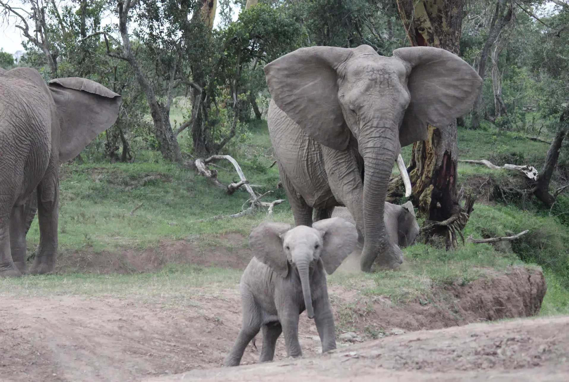 Elephants, Sweetwaters