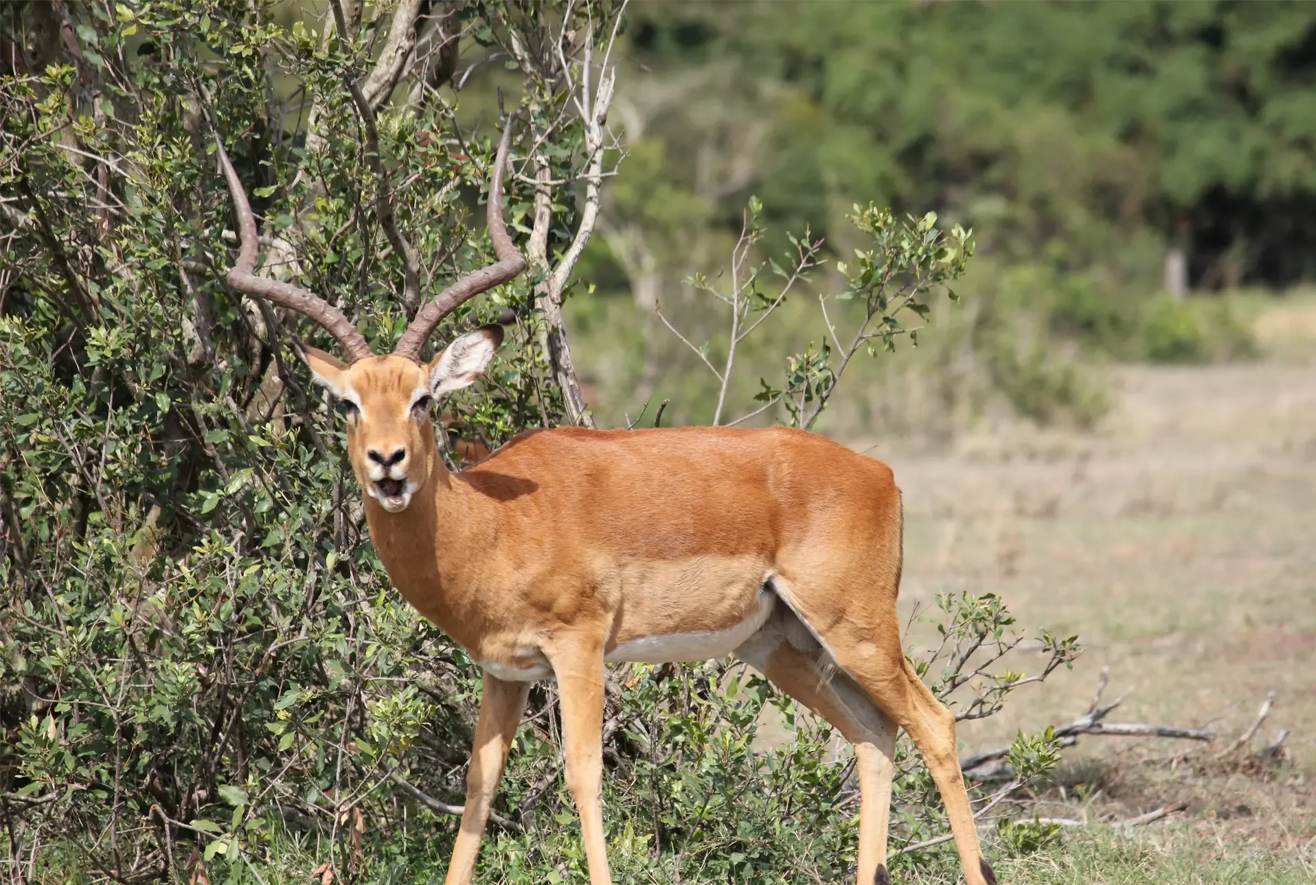 Impala, Maasai Mara