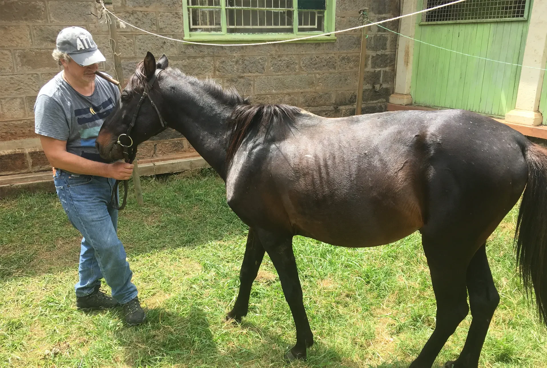 A horse I found wandering, riderless in City Park, Nairobi (rider was asleep!)