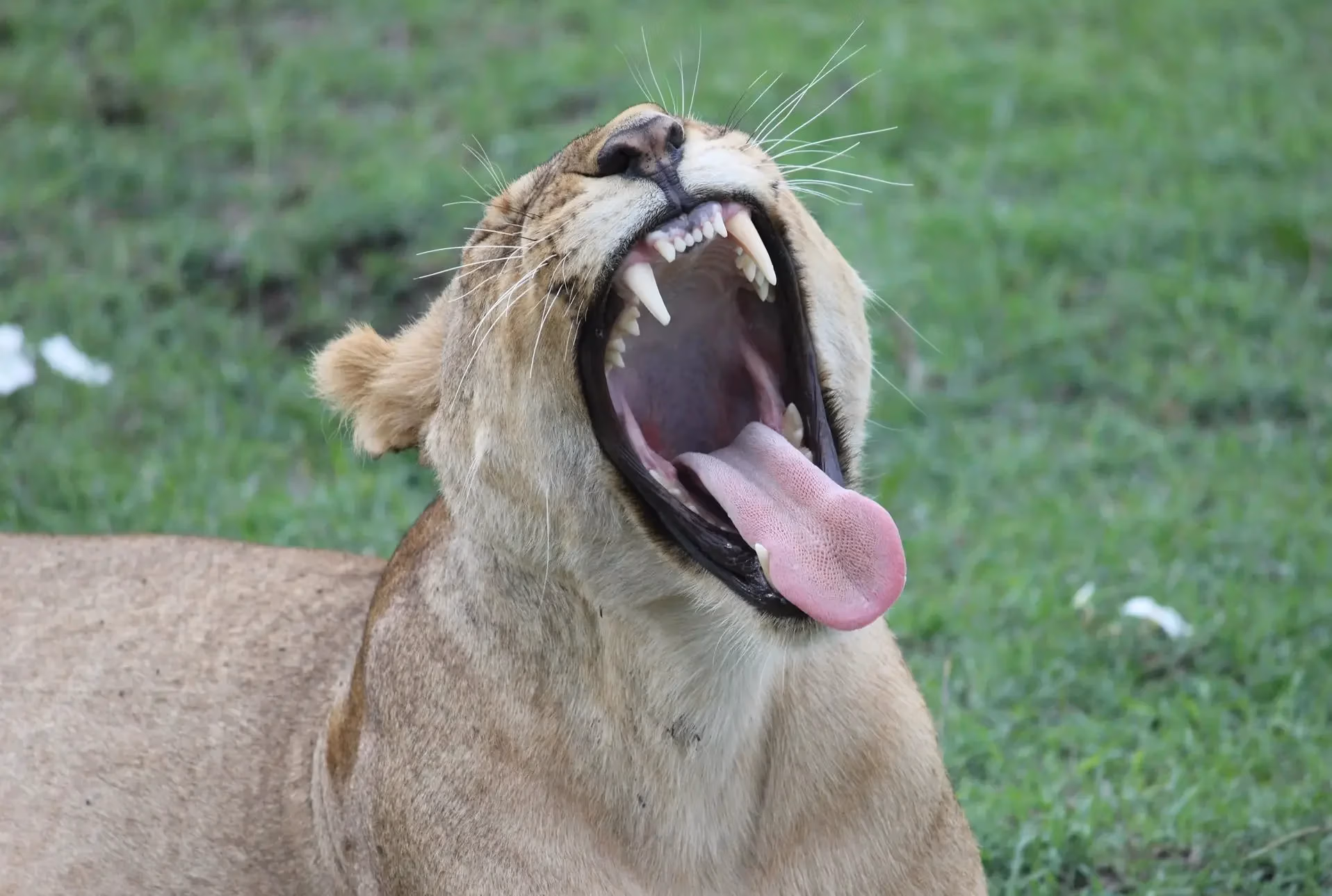 Lioness, Maasai Mara