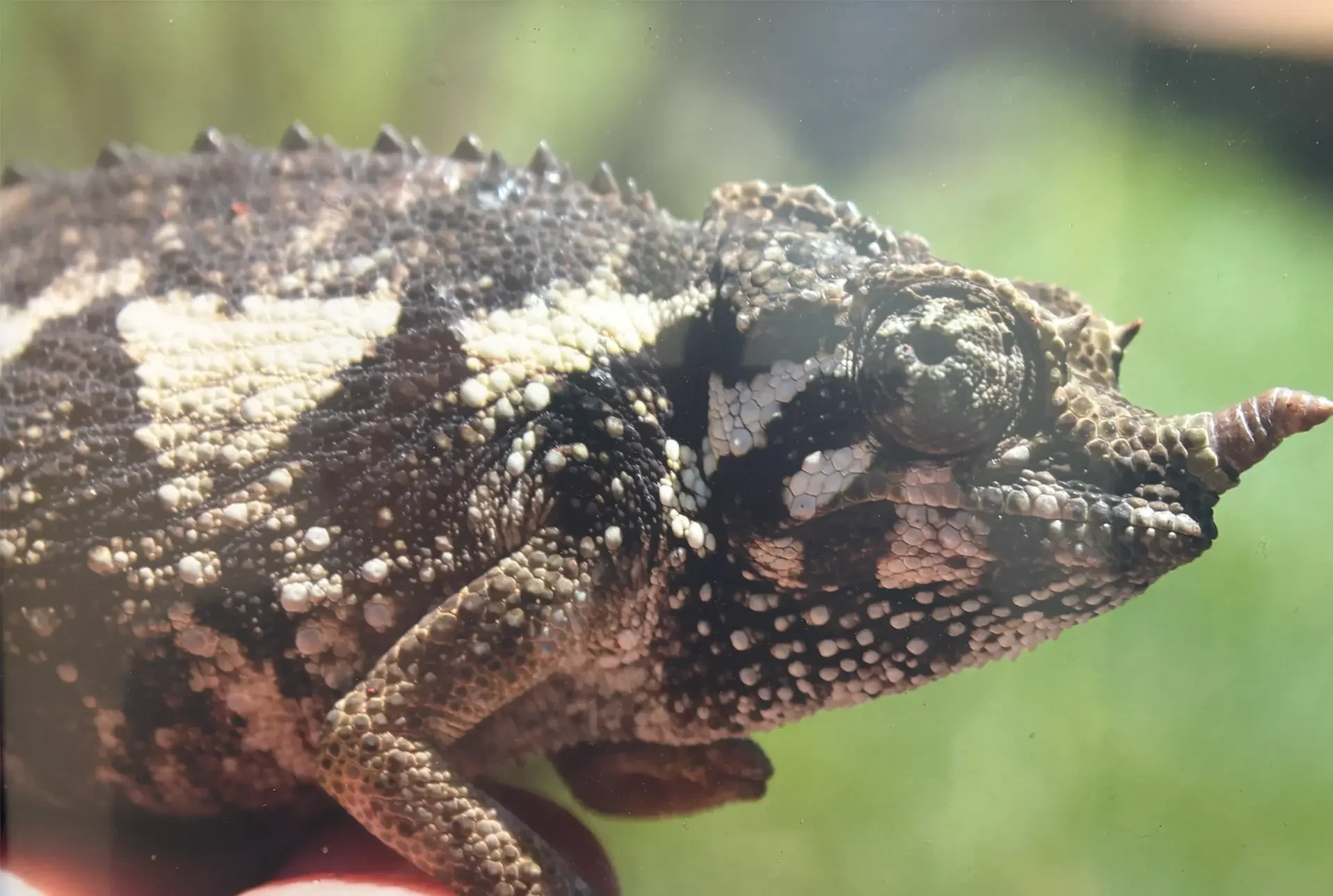 Chameleon in our back yard, Thigiri