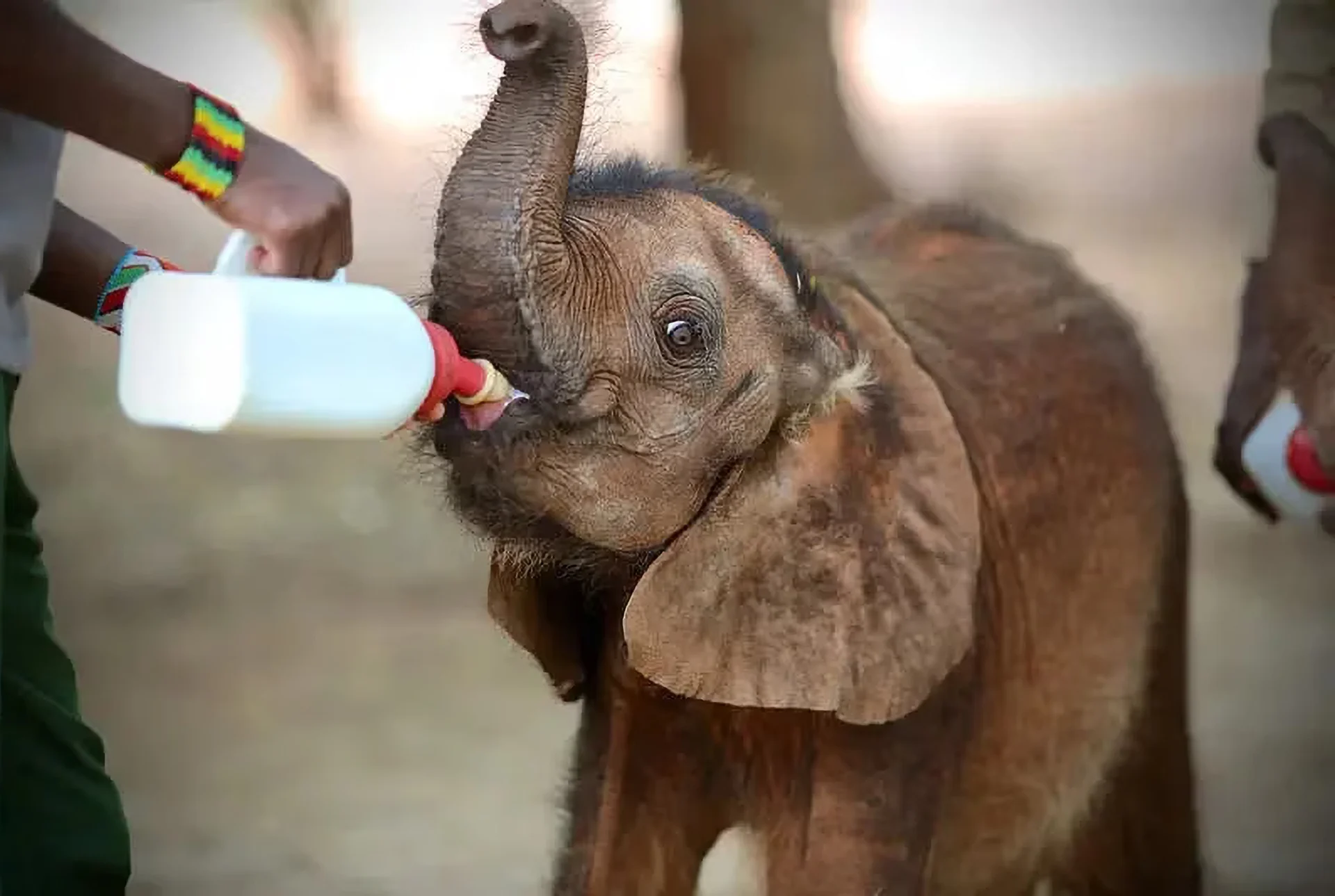 toto-12-sheldrick-baby-elephant