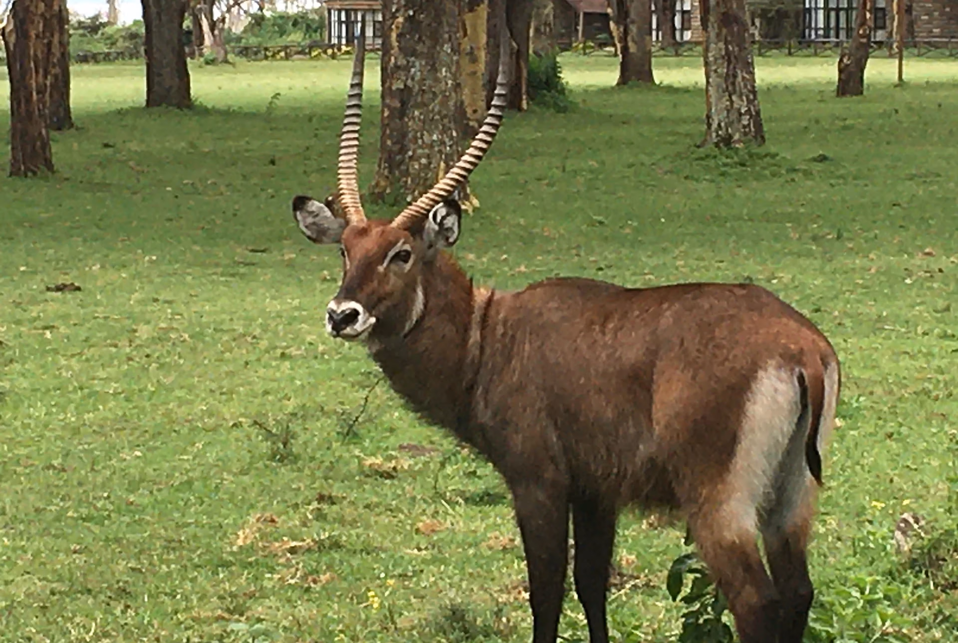 waterbuck-03