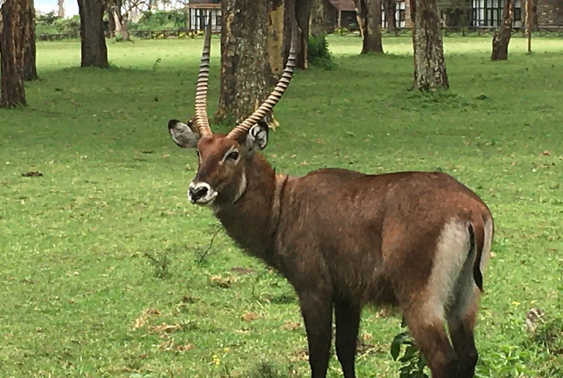 Waterbuck, Kenya Bird of Prey Trust
