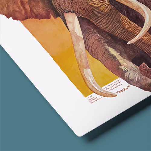 Metal Prints