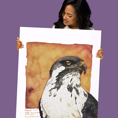 Unframed Posters